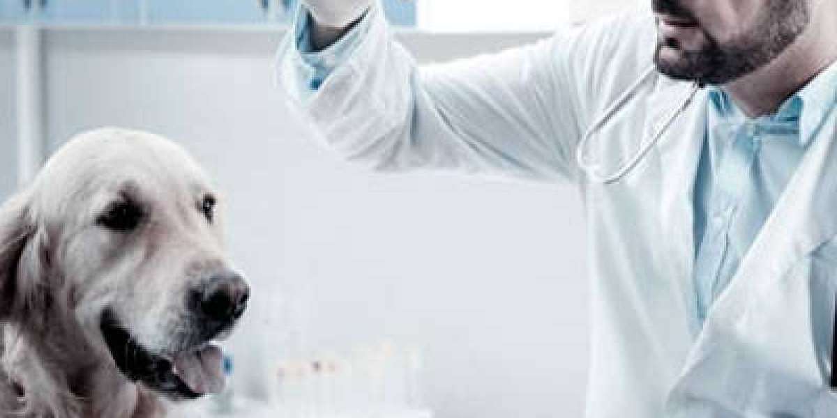 What You Can Learn from a Urine Test for Dogs