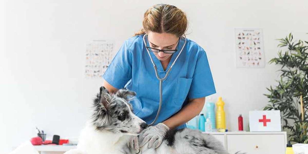 How Much Does a Vet Visit Cost? Average Pricing By Procedure