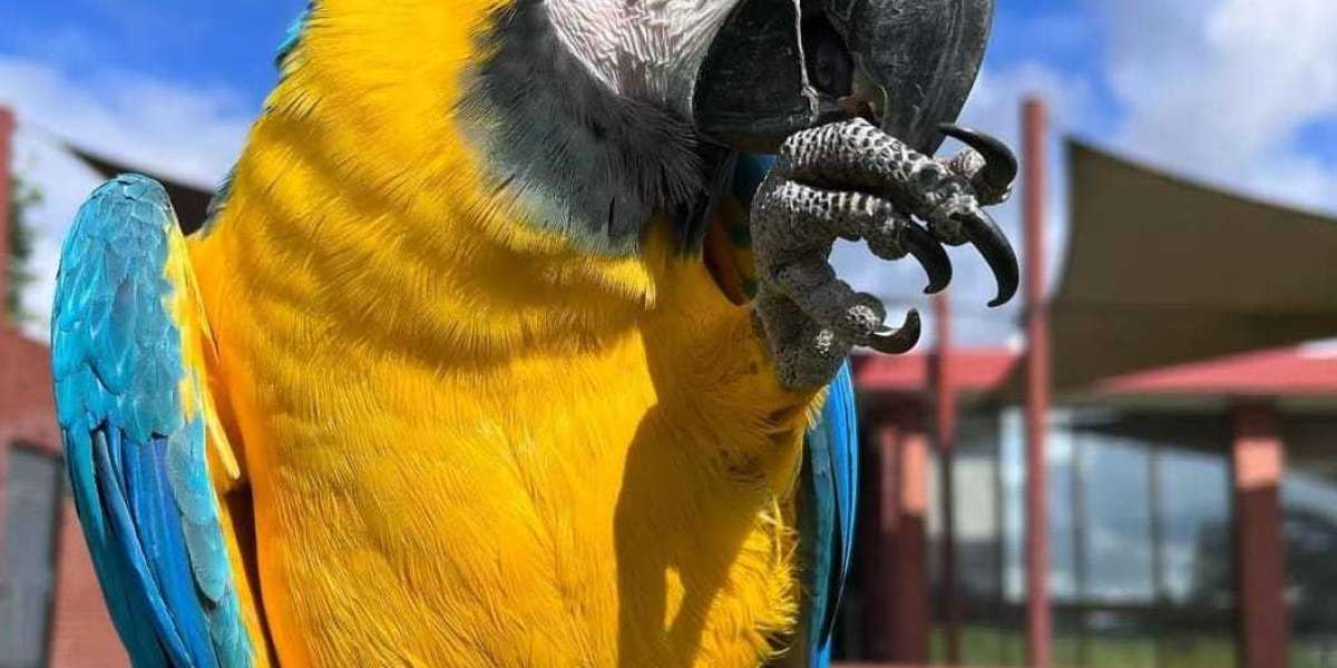 The Joy and Responsibility of Owning Macaws