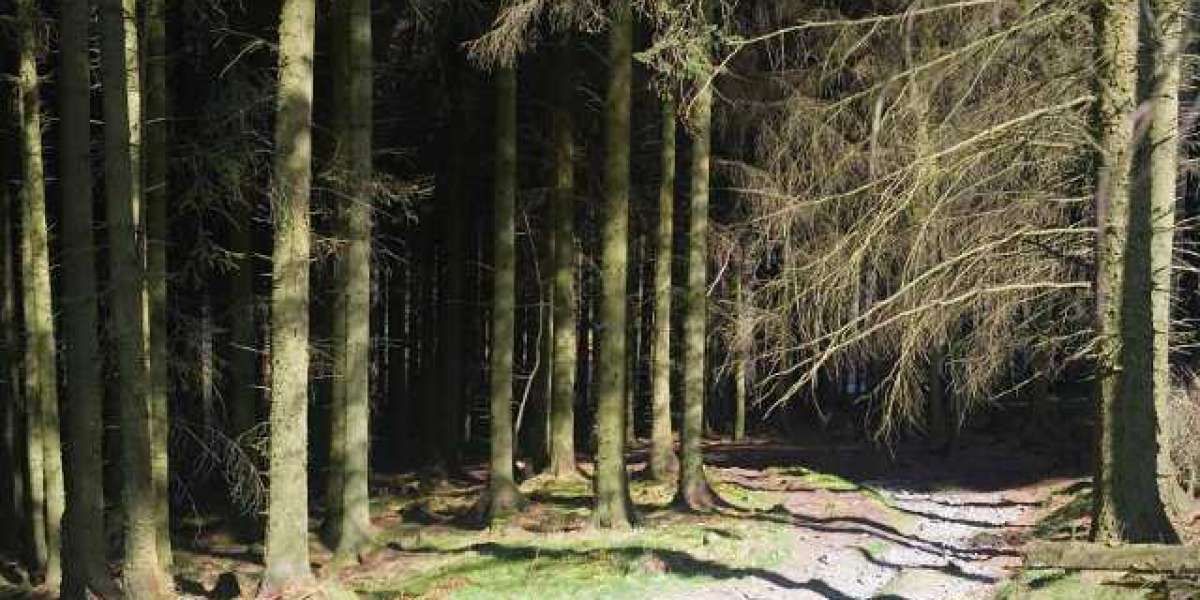 Wachstumshormon: Wirkungen und Regulierung