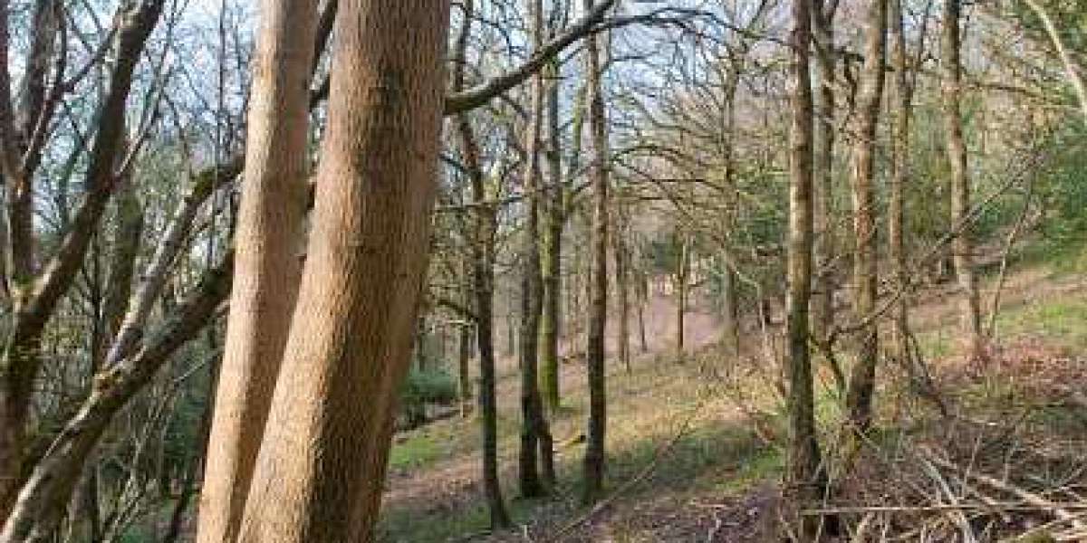 Insulinähnlicher Wachstumsfaktor