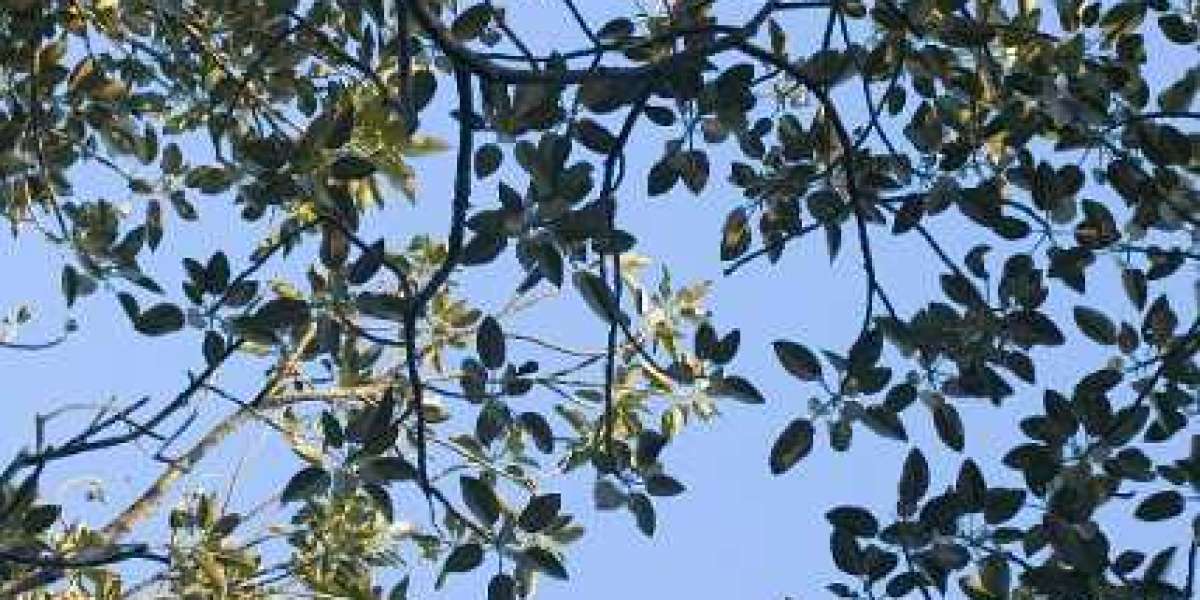 Joe Fortune Casino Review Expert & Player Ratings 2025