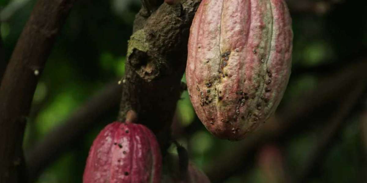 Callebaut Milk Chocolate vs Dark Chocolate